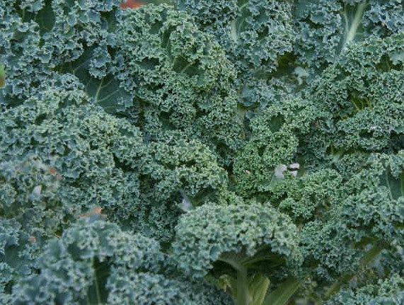 Kale Borecole Winterbor F1 50 Seeds
