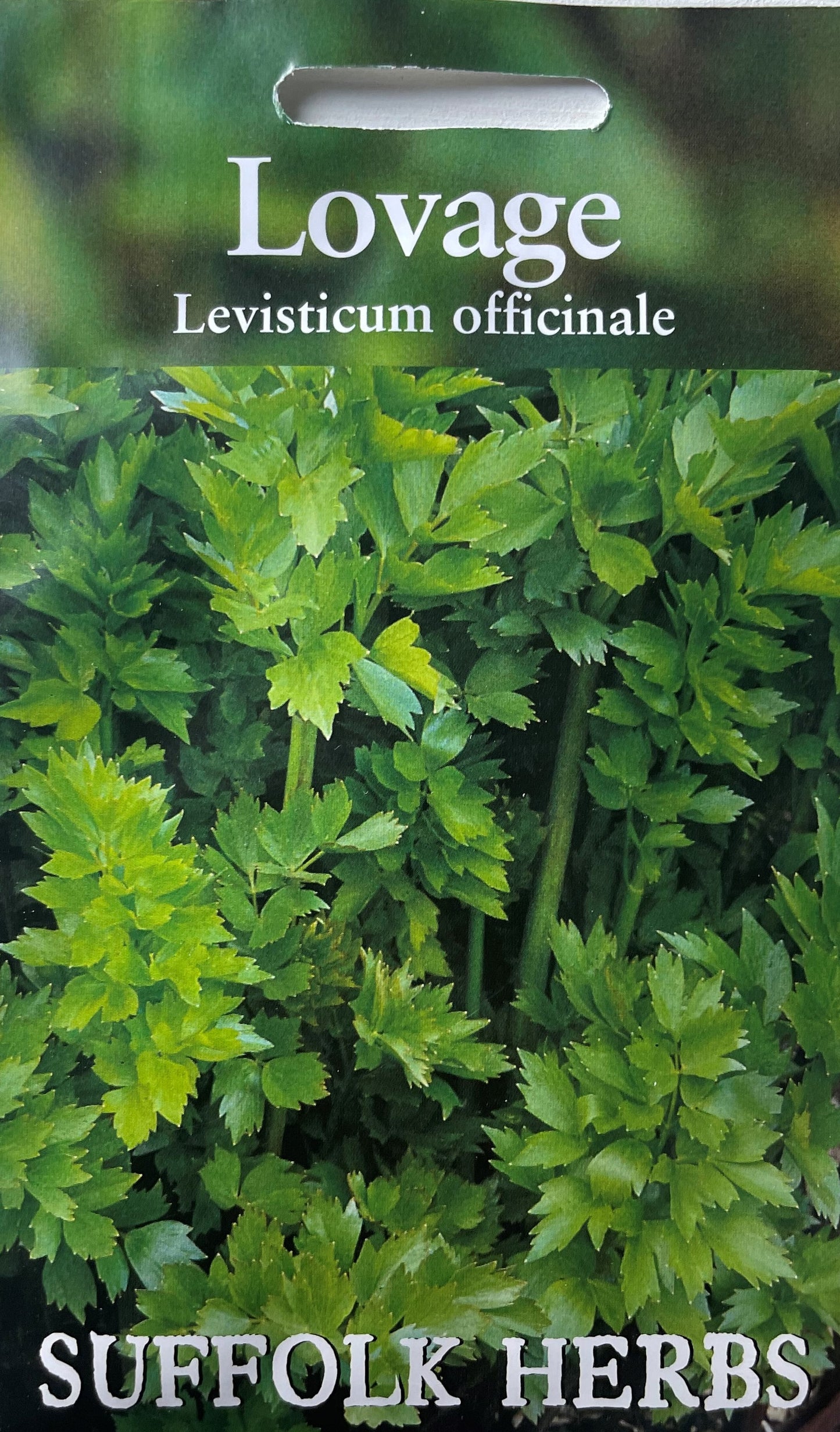 Lovage 120 Seeds