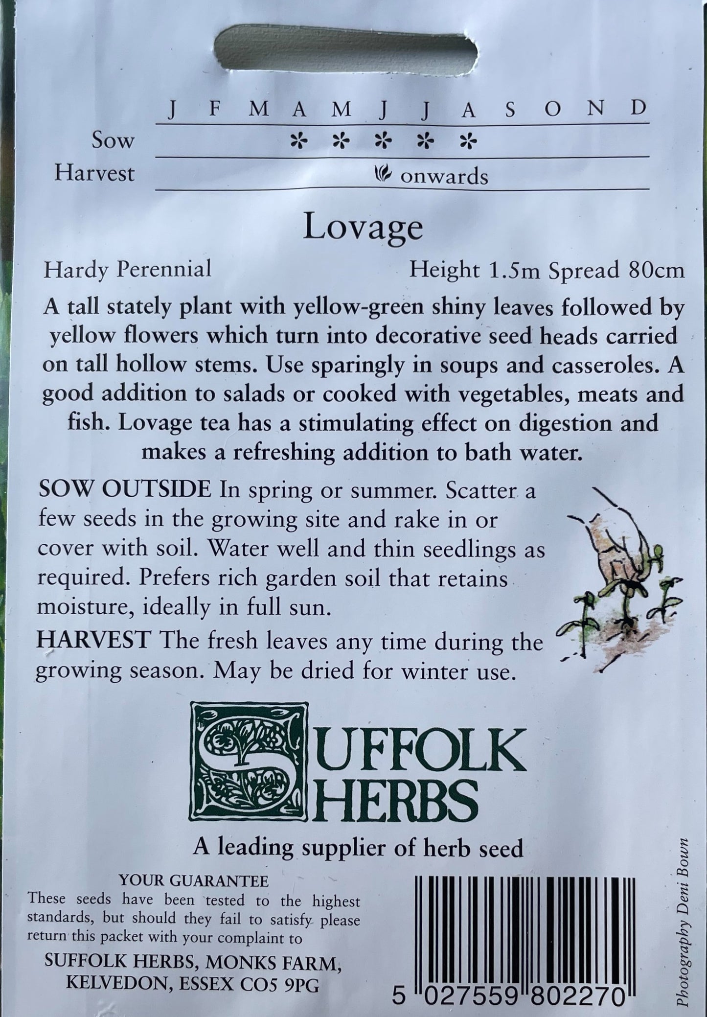 Lovage 120 Seeds