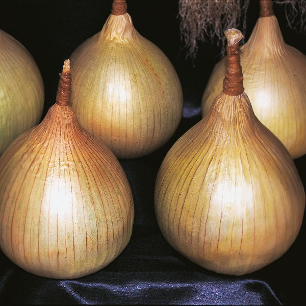 Onion Ailsa Craig 400 Seeds