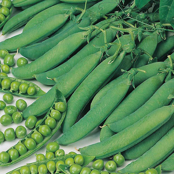 Pea Hurst Green Shaft 350 Seeds