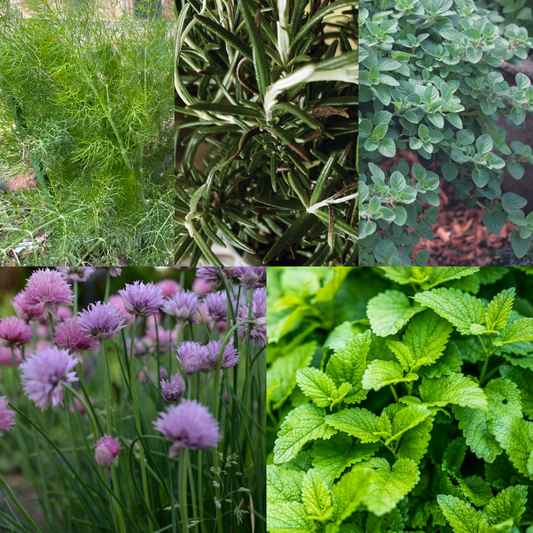 Perennial Herb Seed Starter Bundle 5 Easy to Grow Herbs