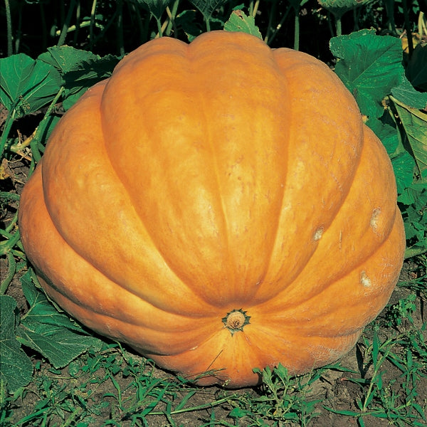 Pumpkin Dills Atlantic Giant 10 Seeds