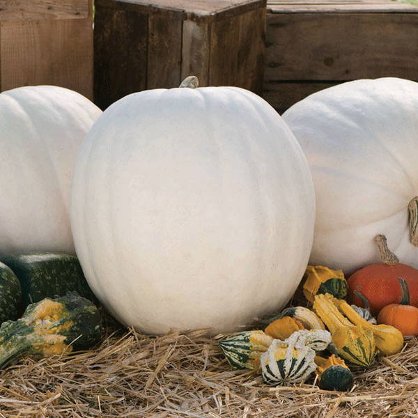 Pumpkin Polar Bear F1 6 Seeds