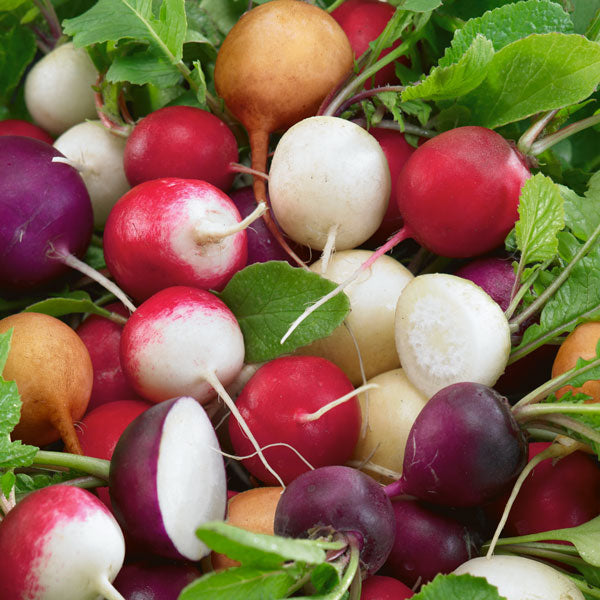 Radish Mixed 1000 Seeds