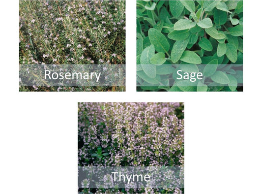Mixed Herb Seeds Collection - Rosemary, Thyme & Sage - Indoor Kitchen or Garden