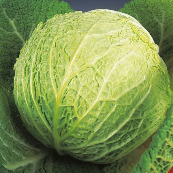 Cabbage Savoy Best of All 500 Seeds