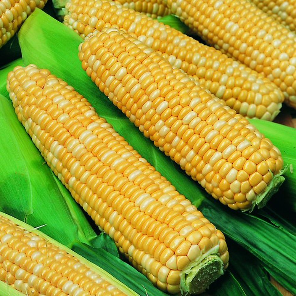 Sweet Corn Ambrosia F1 35 Seeds