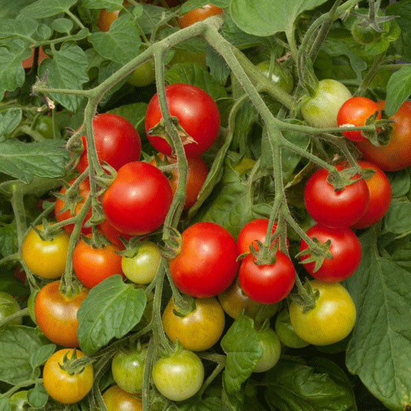 Tomato Cherry Falls F1 15 Seeds