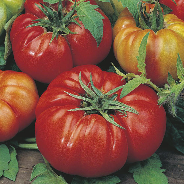 Tomato Costoluto Fiorentino 50 Seeds