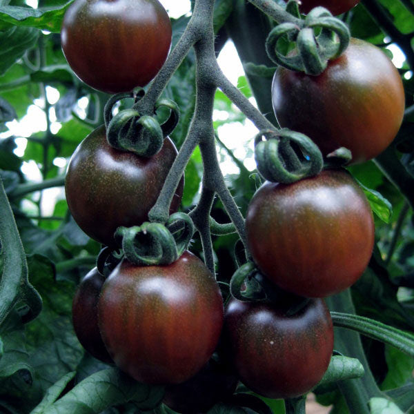 Tomato Black Opal 20 Seeds