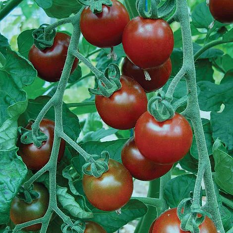 Tomato Garnet 20 Seeds