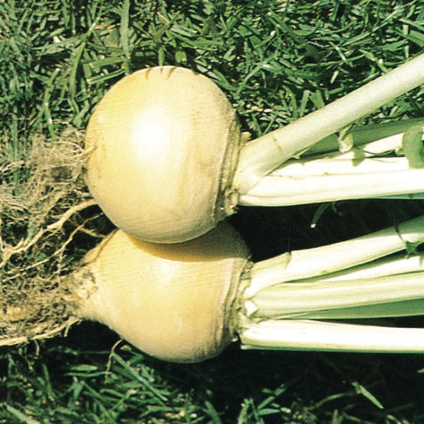 Turnip Golden Ball 1200 Seeds