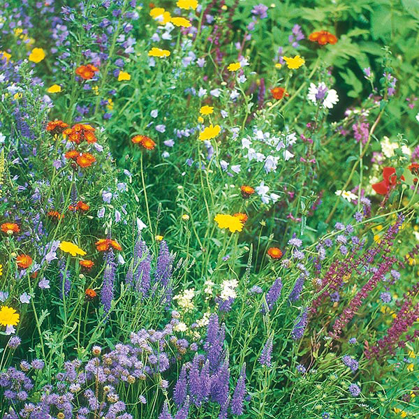 Wildflowers Wildlife Mixed