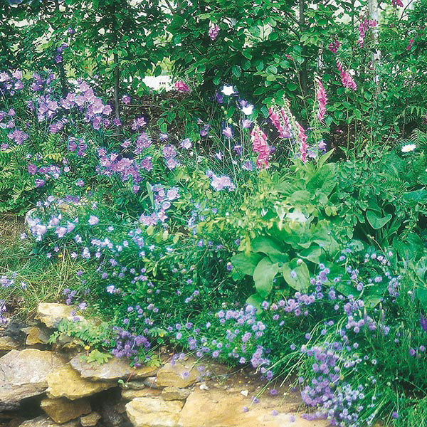 Wildflowers Woodland Mixed