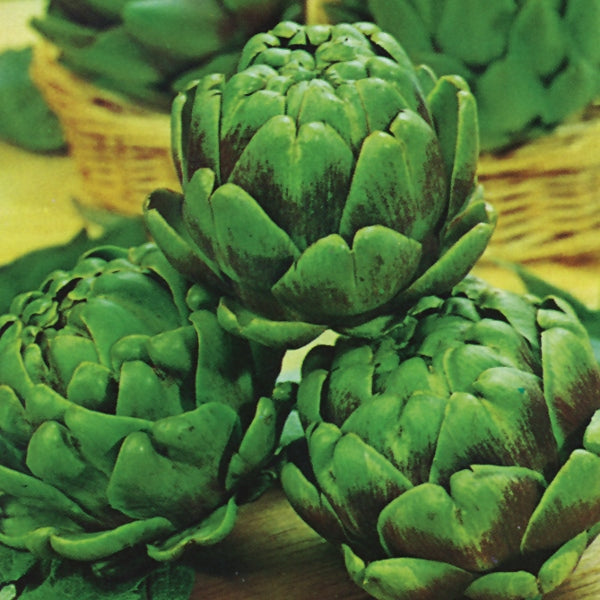 Artichoke Green Globe 40 Seeds