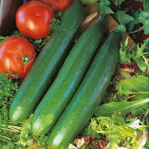 Cucumber Telegraph Improved 15 Seeds