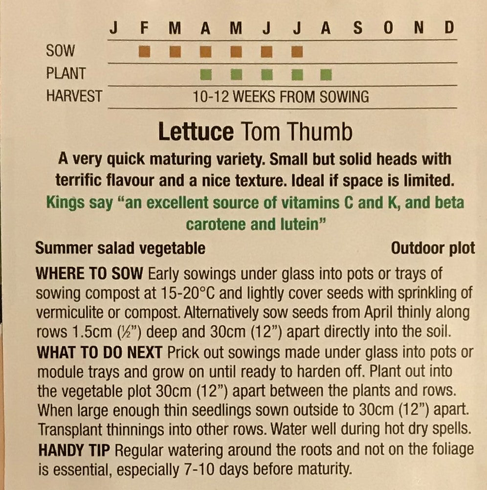 Lettuce Tom Thumb 1400 Seeds