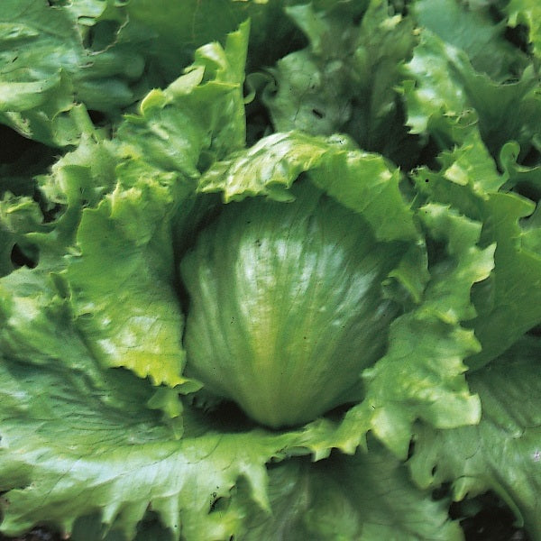Lettuce Webbs Wonderful 1400 Seeds