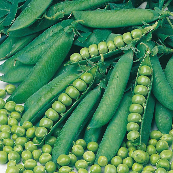 Pea Onward 350 Seeds