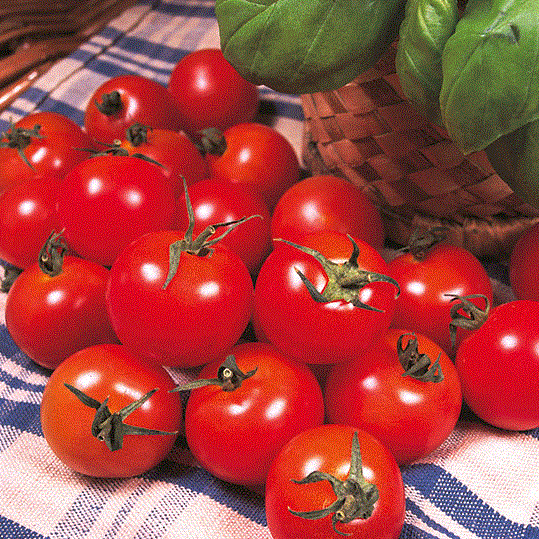 Tomato Gardeners Delight 50 Seeds