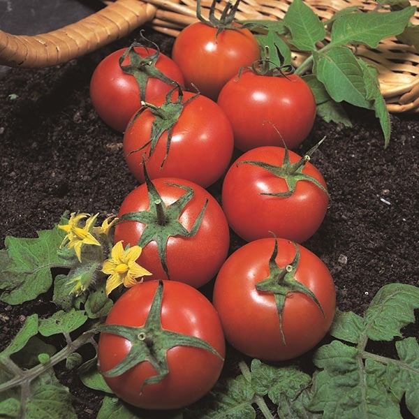 Tomato Harbinger 75 Seeds