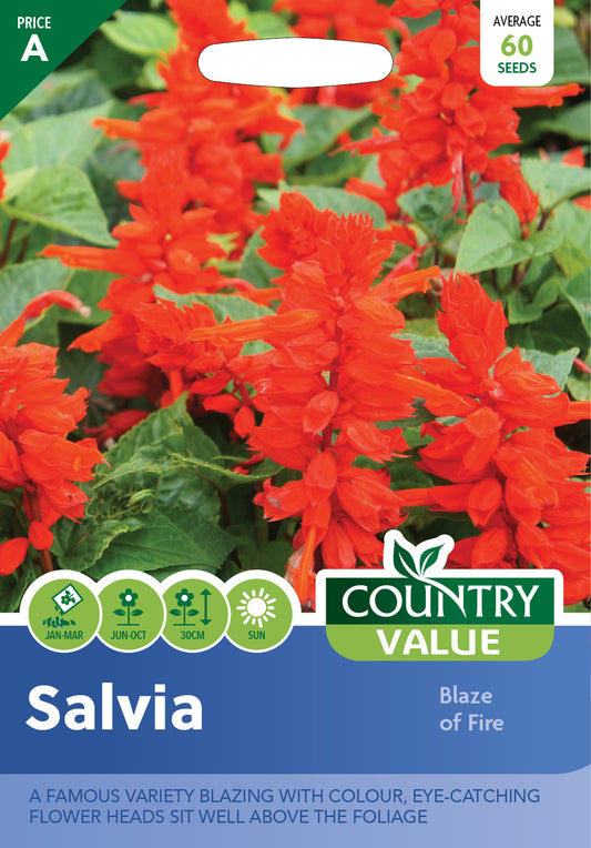 Salvia Blaze Of Fire 60 Seeds