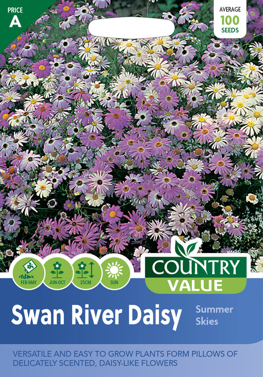 Swan River Daisy Summer Skies 100 Seeds
