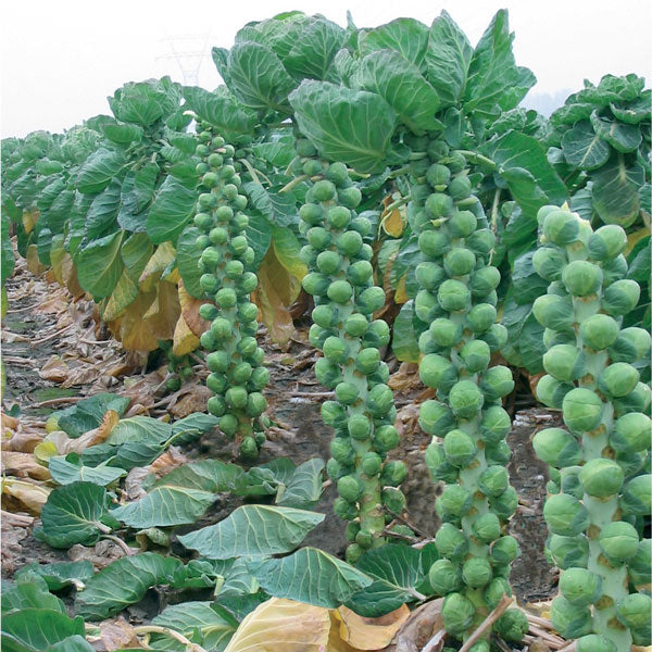 Brussels Sprout Brenden F1 50 Seeds