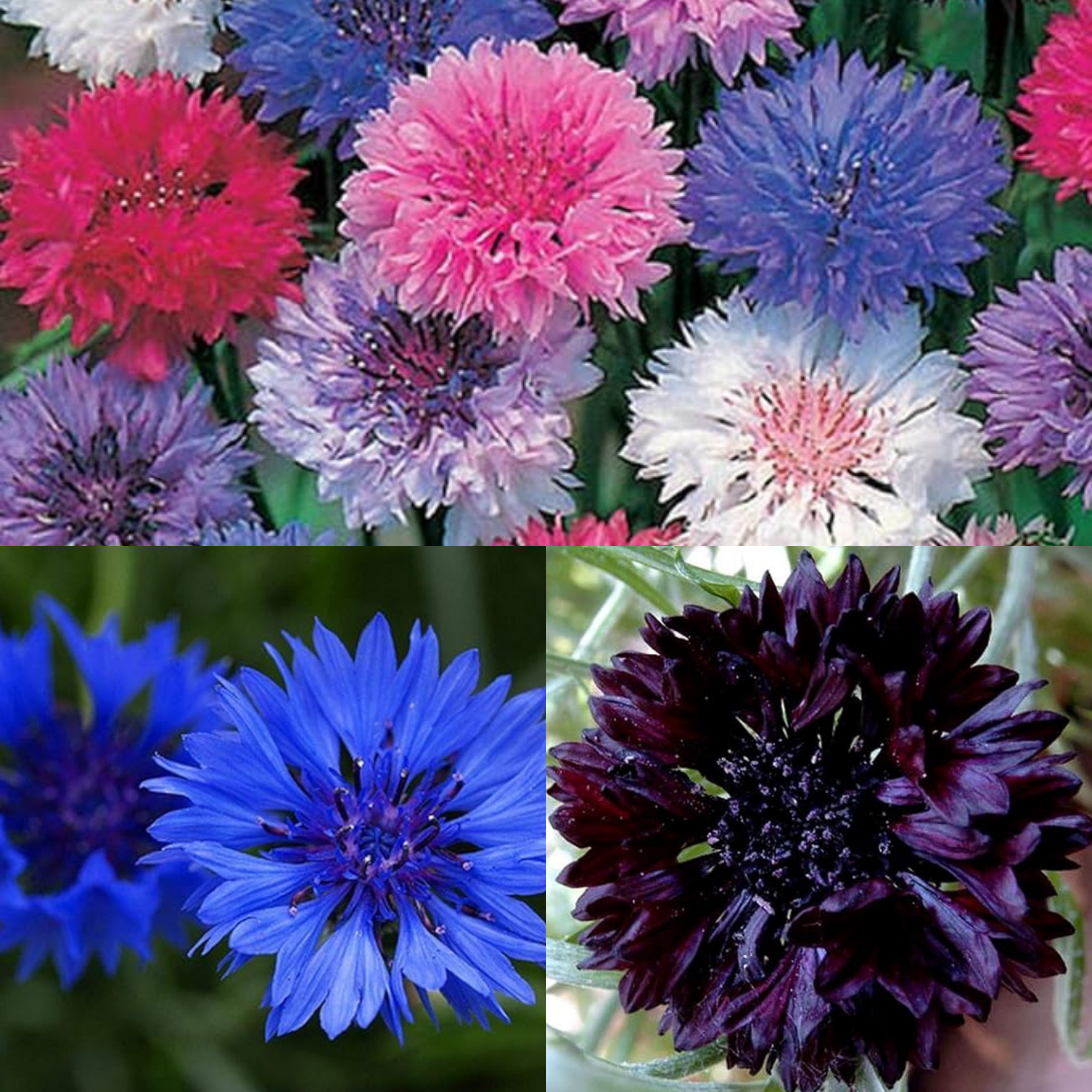 Corn Flower Collection. 3 Native Corn Flower Varieties – Meldon Seeds