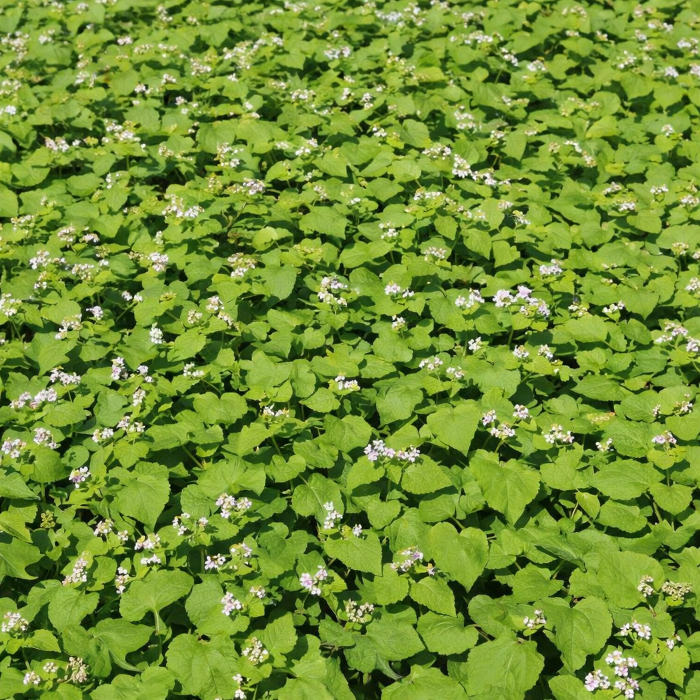 Buckwheat Green Manure Seeds - 1kg