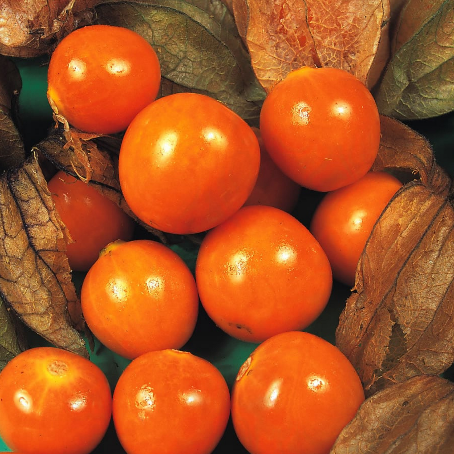 Cape Gooseberry Seeds Golden Berry Physalis - 150 Fresh Oriental Vegetable Seeds