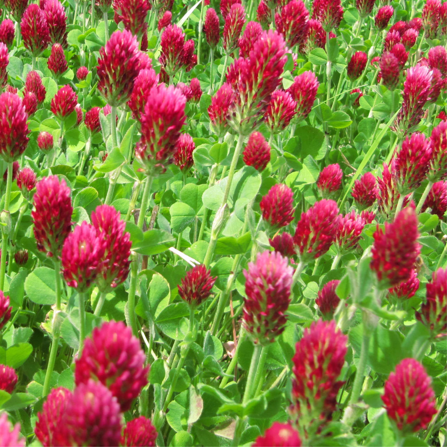 Crimson Clover Green Manure Seeds - 500g