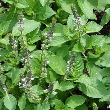 Holy Basil Seeds - 300 Fresh Tulsi Holy Basil Herb Seeds