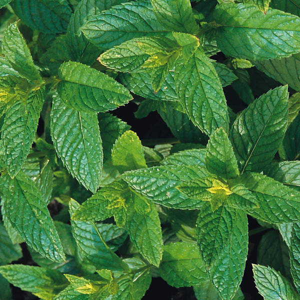 Mint Spearmint 200 Seeds – Meldon Seeds