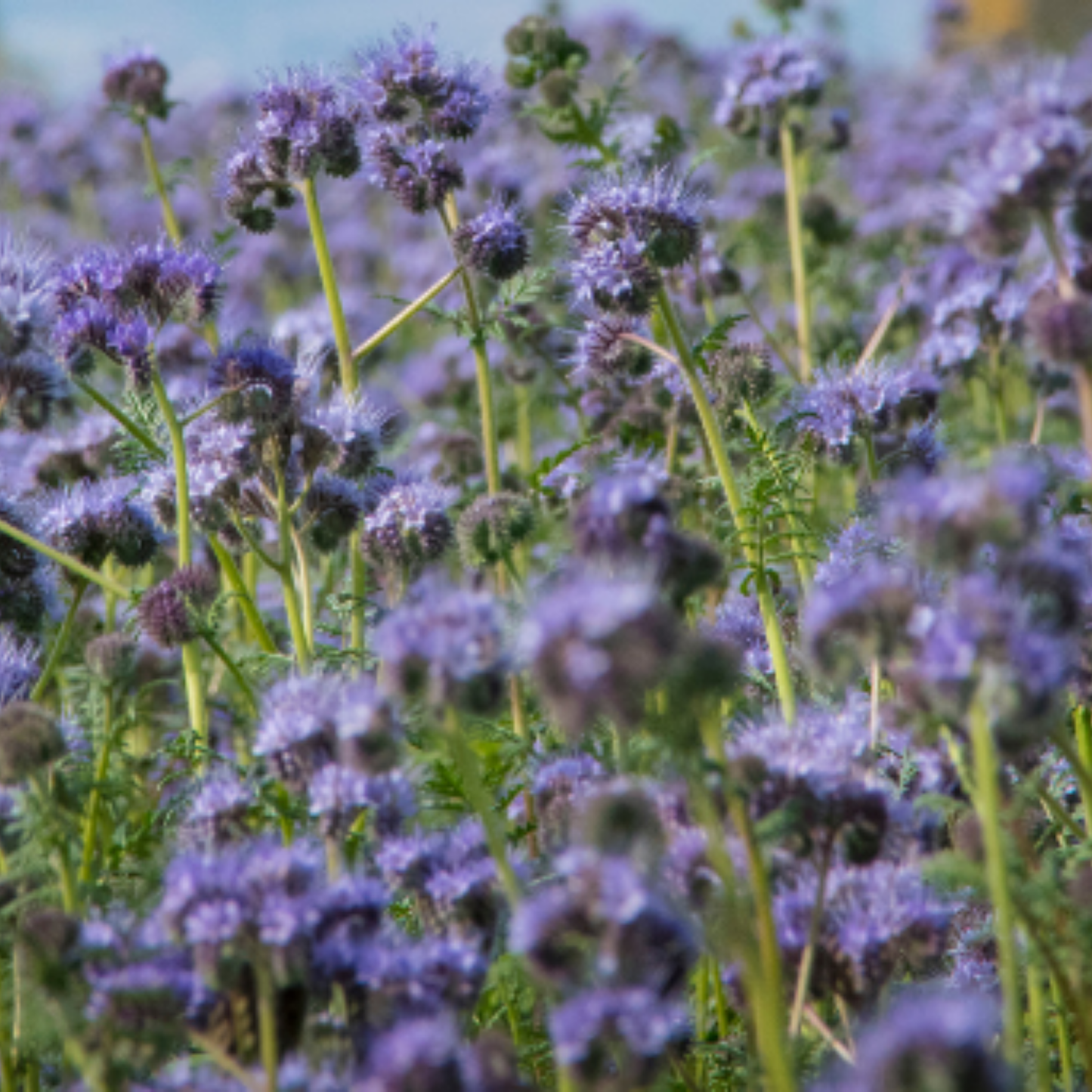 Purple Tansy Annual Green Manure Seeds - 1kg