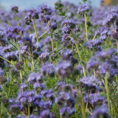 Purple Tansy Annual Green Manure Seeds - 1kg