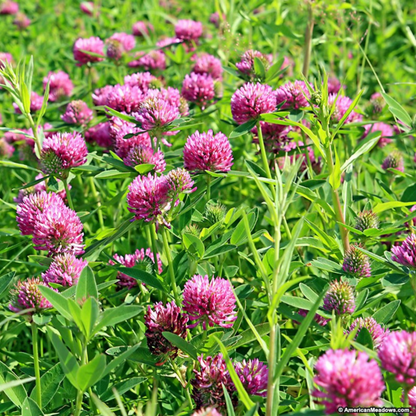 Red Clover Green Manure Seeds - 500g
