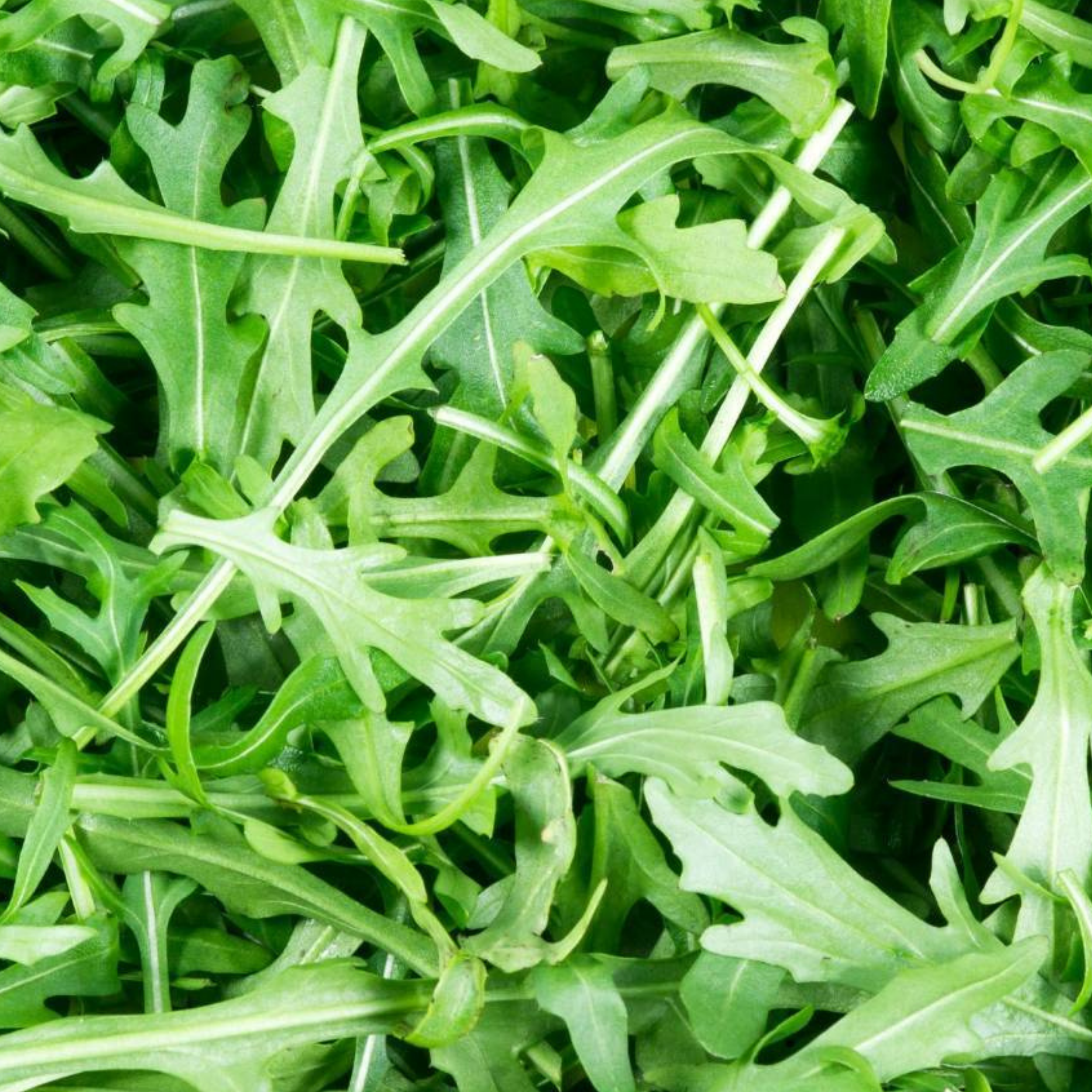 Wild Rocket Rice Wild Rocket 500 Seeds – Meldon Seeds