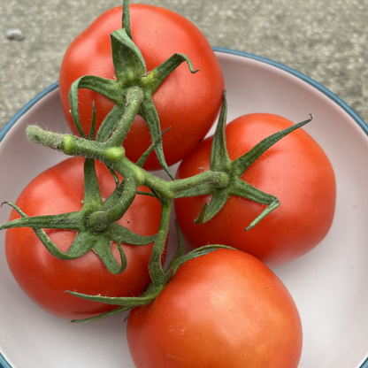 Tomato Moneymaker 10 Seeds