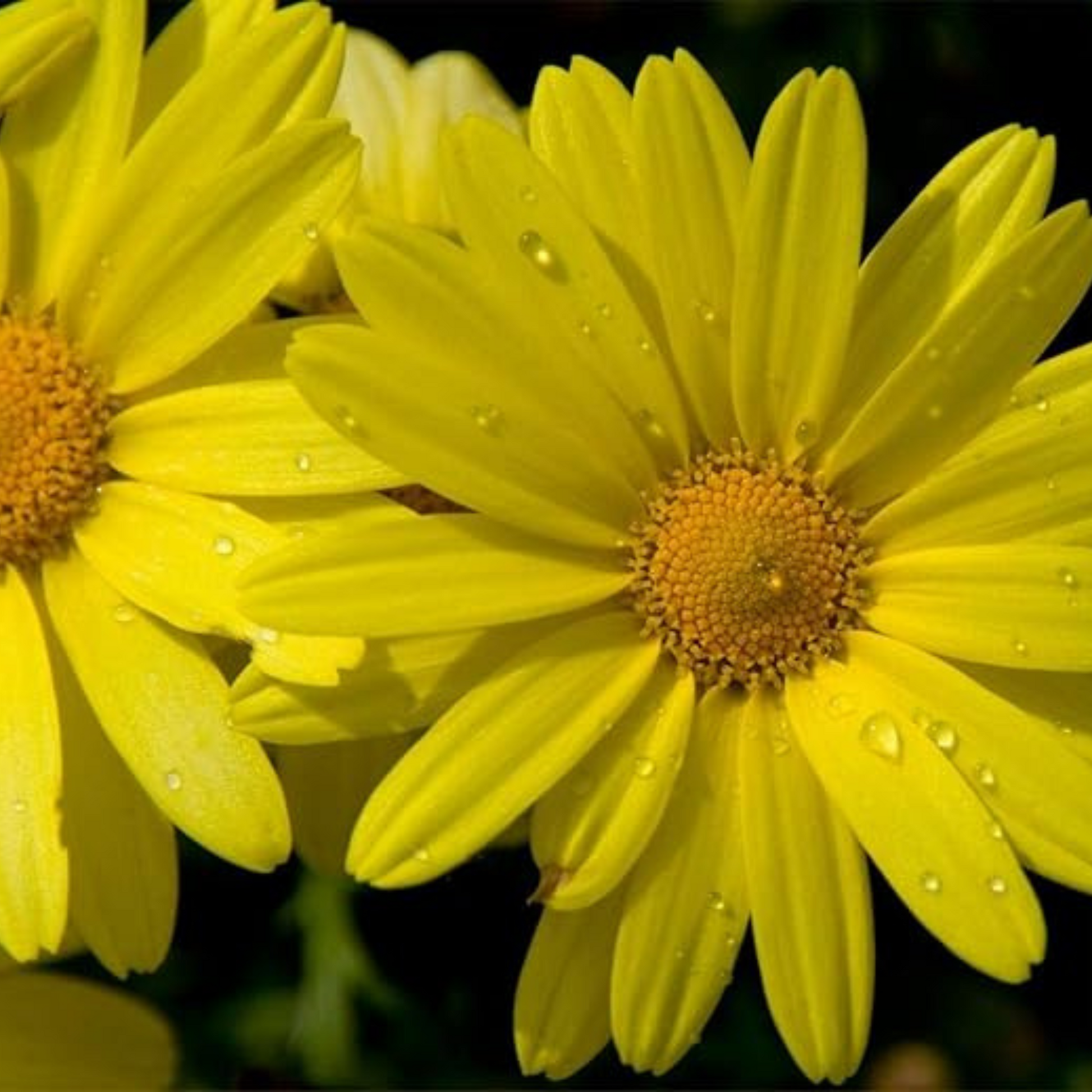 corn marigold seeds Corn Marigold Seeds