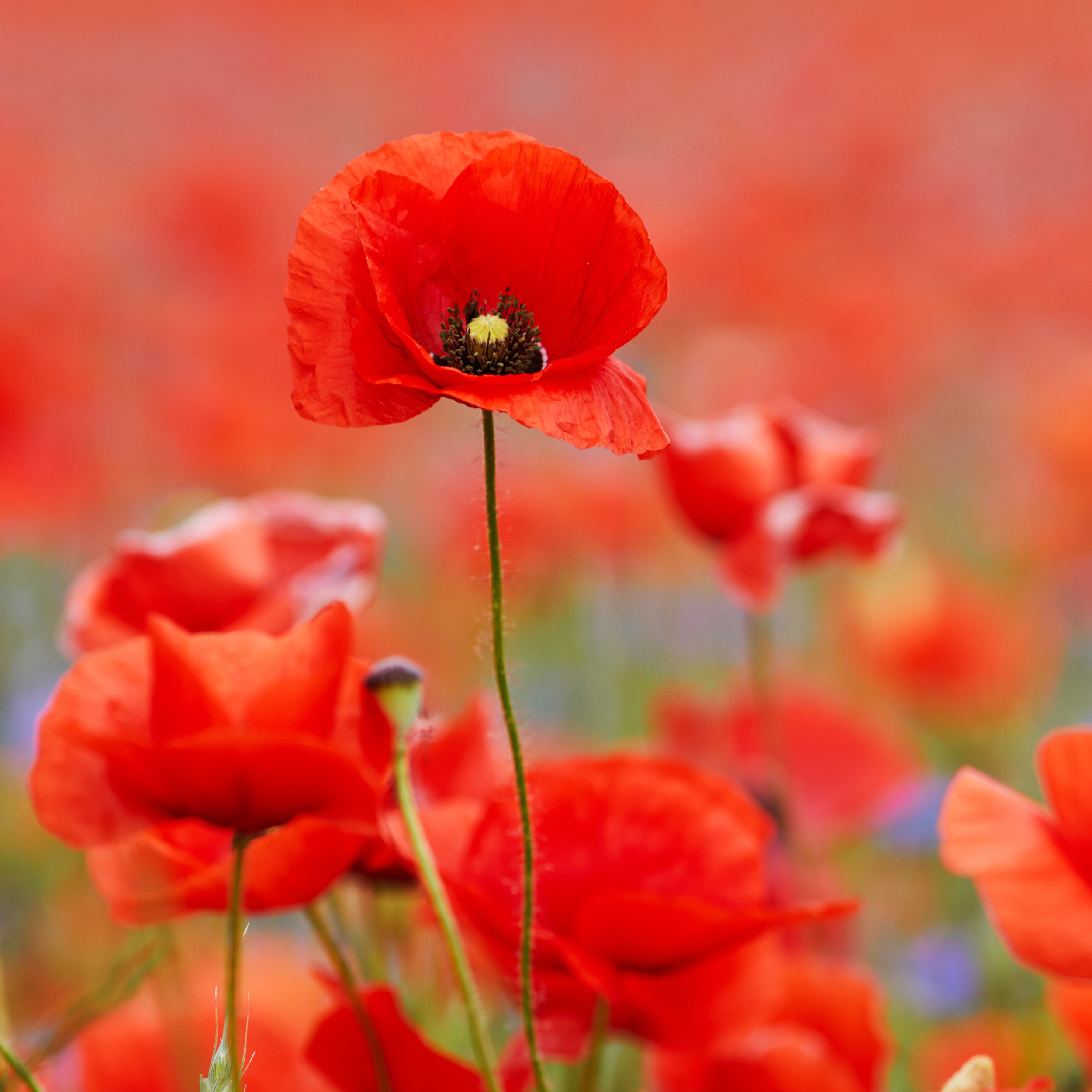 Poppy Eldon Meldon Seeds