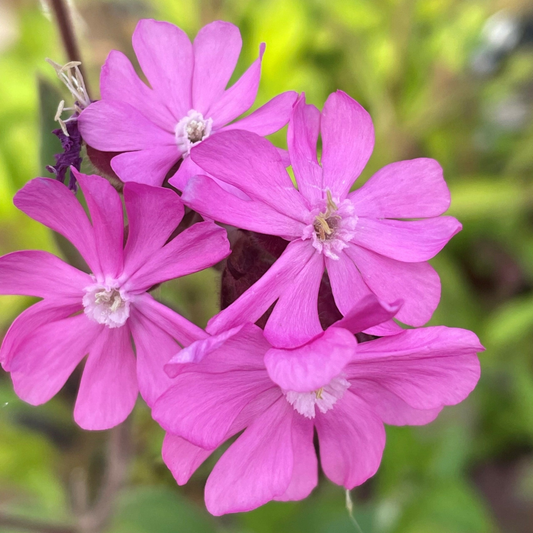 Red Campion Seeds - 200 Native UK Wild Flower Seeds for Attracting Birds, Bees, Wildlife, Pollinators, Suitable for Planting and Growing Outdoors in Meadows, Fields, and Gardens by Meldon Seeds
