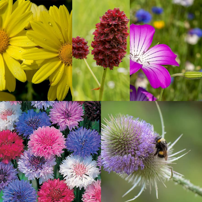 Wildlife Attractive Collection. 5 Native Wild Flower Varieties