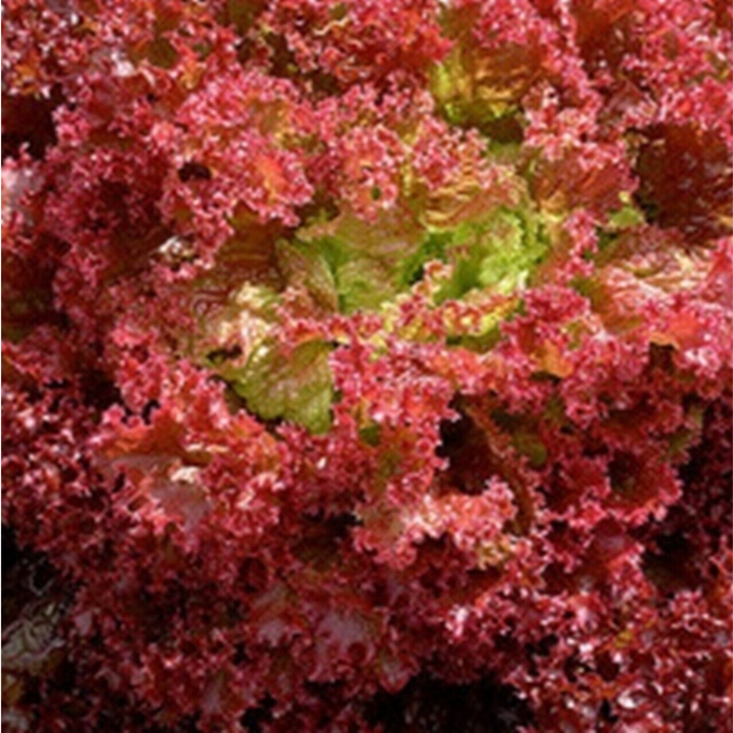 Lollo Rouge Red Lettuce Lollo Rossa Seeds x 300 – Meldon Seeds