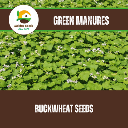 Buckwheat Green Manure Seeds - 1kg
