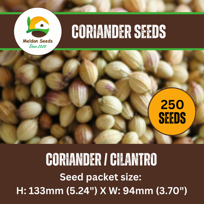 60+CILANTRO Seeds Coriander Organic Herb Salsa Tex Mex Kitchen Summer Vegetable Garden Fast Easy 60+CILANTRO Seeds Coriander Organic Herb Salsa Tex Mex Kitchen Summer Vegetable Garden Fast Easy