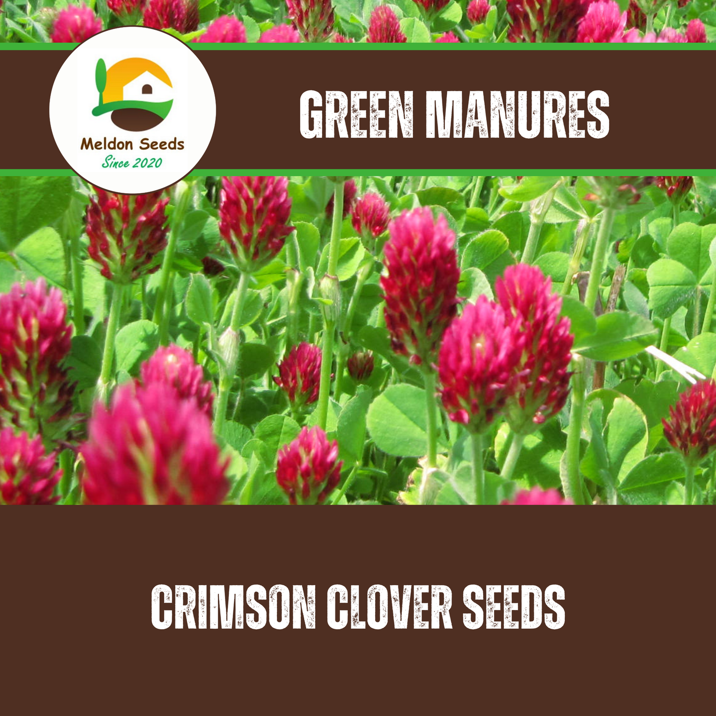 Crimson Clover Green Manure Seeds - 500g
