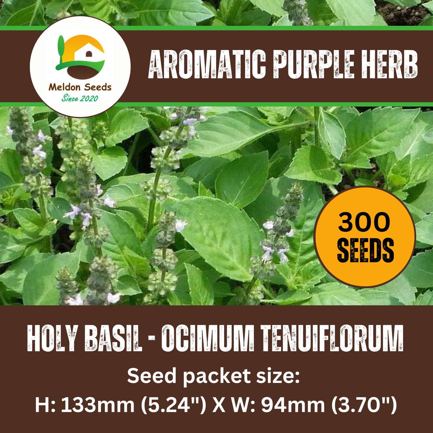 Holy Basil Seeds - 300 Fresh Tulsi Holy Basil Herb Seeds