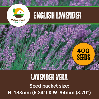 vera lavender seeds Lavender Vera 300 Seeds – Meldon Seeds